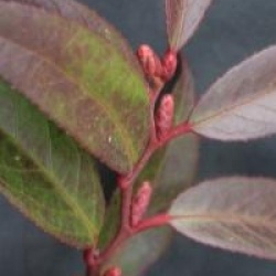 Leucothoe keiskei 'Royal Ruby'
