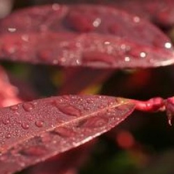 Leucothoe keiskei 'Royal Ruby'