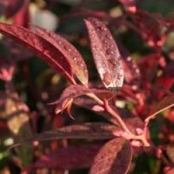 Leucothoe keiskei 'Royal Ruby'