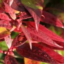 Leucothoe keiskei 'Royal Ruby' - Leucothe Royal Ruby