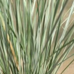 Helictotrichon sempervirens - Avoine bleue 