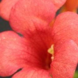 Campsis x tagliabuana Dancing Flame