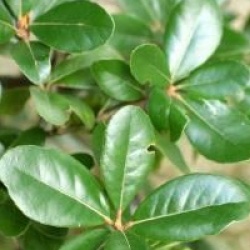 Quercus phillyreoides - Ch�ne phillyreo�des