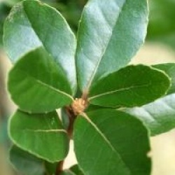 Quercus phillyreoides