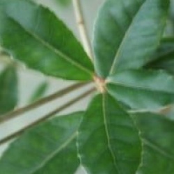 Quercus phillyreoides