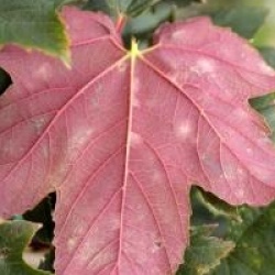 Acer pseudoplatanus Regal Petticoat � 'Tunpetti'