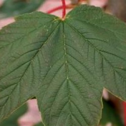 Acer pseudoplatanus Regal Petticoat � 'Tunpetti'