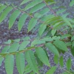 Toona sinensis