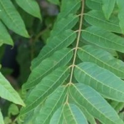 Toona sinensis