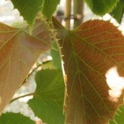 Tilia henryana 