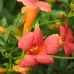 Campsis x tagliabuana 'Mme Galen'