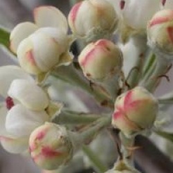 Pyrus salicifolia 'Pendula' - Poirier pleureur � feuilles de saules