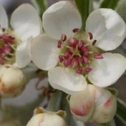 Pyrus salicifolia 'Pendula'