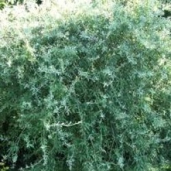 Pyrus salicifolia 'Pendula'