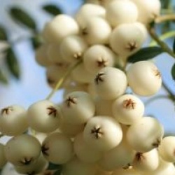 Sorbus 'White Magic'
