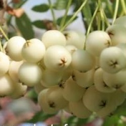 Sorbus 'White Magic'