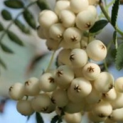 Sorbus 'White Magic'