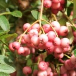 Sorbus 'Purple Magic' - Sorbier Purple Magic