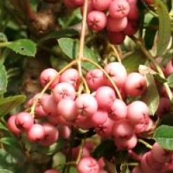 Sorbus 'Purple Magic'