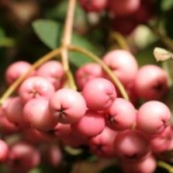 Sorbus 'Purple Magic'