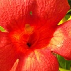 Campsis x tagliabuana 'Mme Galen'