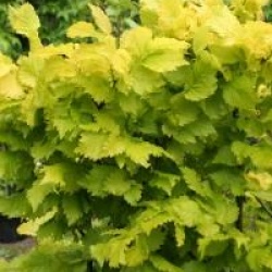 Ulmus x hollandica 'Wredei'