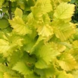 Ulmus x hollandica 'Wredei'