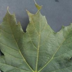 Acer platanoides 'Globosum' - �rable boule 