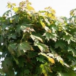 Acer platanoides 'Globosum'