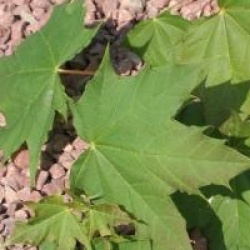 Acer platanoides 'Globosum'