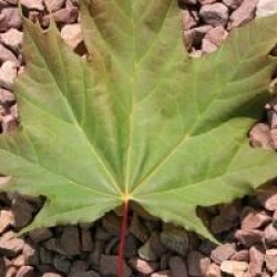 Acer platanoides 'Globosum'