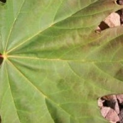 Acer platanoides 'Globosum'