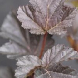 Physocarpus opulifolius Midnight � 'Jonight' - Physocarpe Midnight 