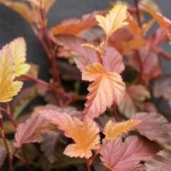 Physocarpus opulifolius Little Angel ('Hoogi016')