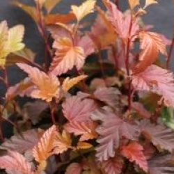 Physocarpus opulifolius Little Angel ('Hoogi016')