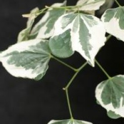 Cercis canadensis 'Silver Lining'