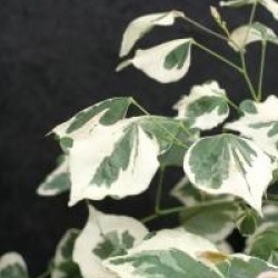 Cercis canadensis 'Silver Lining'