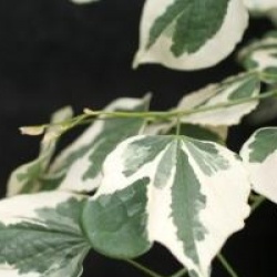 Cercis canadensis 'Silver Lining'