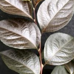 Styrax japonicus 'Evening Light'