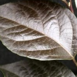Styrax japonicus 'Evening Light'