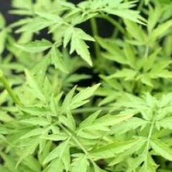 Sambucus nigra 'Golden Tower' � - Sureau fastigi� dor�