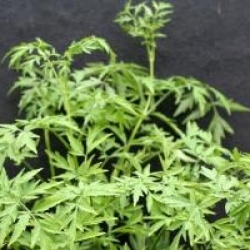 Sambucus nigra 'Golden Tower' �