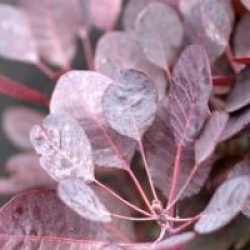 Cotinus coggygria 'Lilla' � - Arbre � perruques Lilla