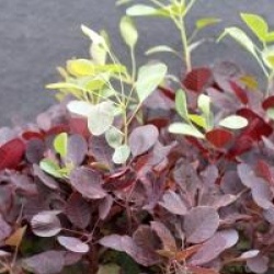 Cotinus coggygria 'Lilla' �