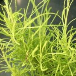 Santolina rosmarinifolia 'Lemon Fizz' - Santoline dor�