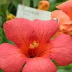 Campsis x tagliabuana 'Mme Galen'