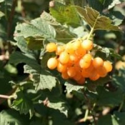 Viorne obier � fruits jaune