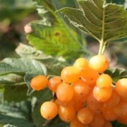 Viburnum opulus 'Xanthocarpum'