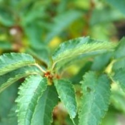  Prunus nipponica var. kurilensis 'Brillant' - Cerisier du Japon Brillant