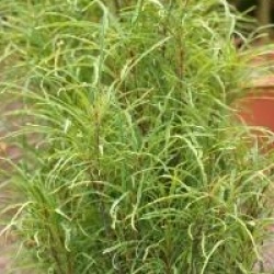 Rhamnus frangula 'Fine Line' � - Bourdaine � feuilles de foug�res Fine Line